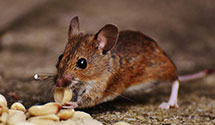 24 Hour & Emergency Exterminators in Slifer, IA